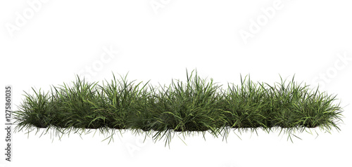 3d render of Chinese Lilyturf, bush,isolated over transparent background, PNG cut-out