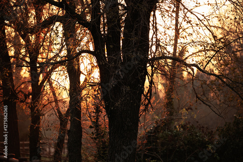 Obraz na płótnie sagome nere di alberi spogli in controluce, in un parco naturale, in inverno, al tramonto w salonie