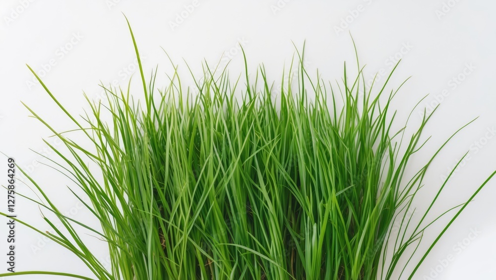 Obraz premium Lush Green Grass Isolated on White Background Ideal for Nature and Gardening Themes in Advertising and Design Projects