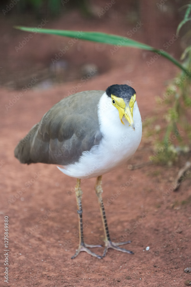 Obraz premium Portrait of a masked lapwing. Bird in close-up. Vanellus miles. Plover. 