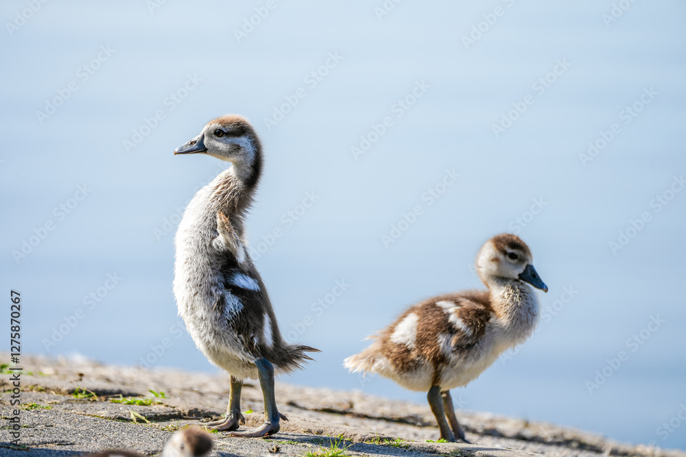 Portrait of a young Egyptian goose chick. Close-up bird in natural environment. Alopochen aegyptiaca.
Portrait of a young Egyptian goose chick. Close-up bird in natural environment. Alopochen aegyptiaca.
