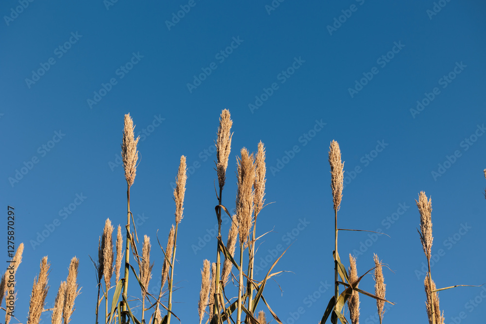 dettagli di canneti di palude in un ambiente naturale con cielo azzurro e sereno sullo sfondo