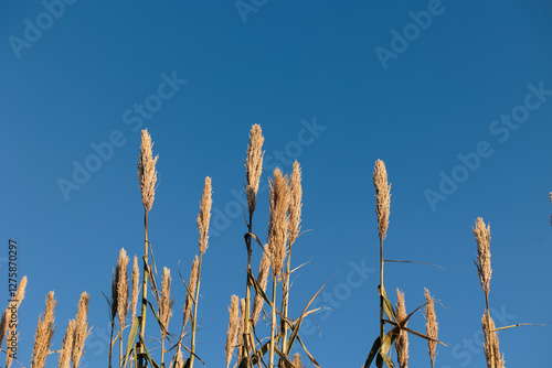 Obraz na płótnie dettagli di canneti di palude in un ambiente naturale con cielo azzurro e sereno sullo sfondo w salonie