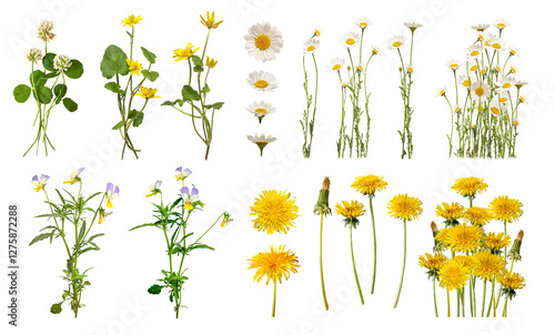 A collection of spring flowers, including dandelion, daisy, buttercups, captured in detail. Fowers on white background. Flat lay, top view. Perfect for floral designs, botanical art.