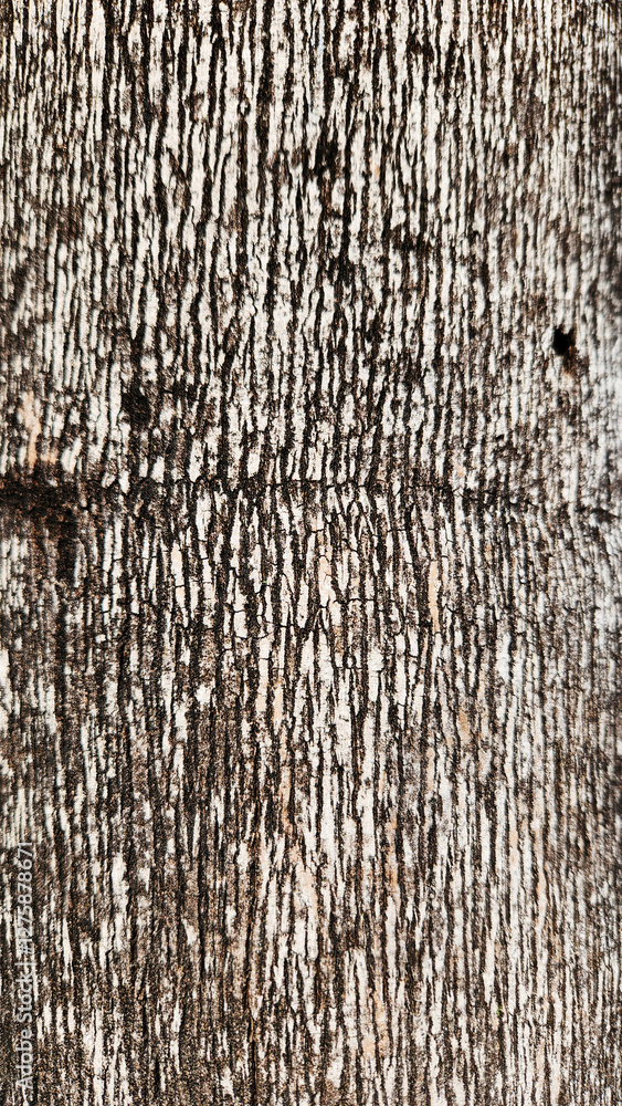 Fototapeta premium Texture of the queen palm tree is characterized by its rough, fibrous trunk and distinctive, patterned bark, providing a gray and tropical 