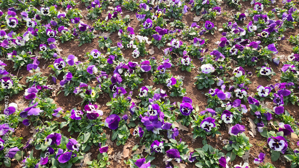 Colorful garden pansies (Viola × wittrockiana) in a city park in Mediterranean region in February Colorful garden pansies (Viola × wittrockiana) in a city park in Mediterranean region in February