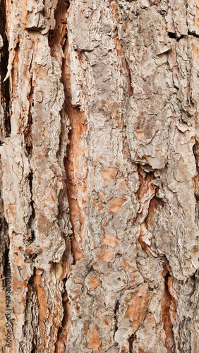 Bark texture of the Canary Island pine (Pinus canariensis) photo