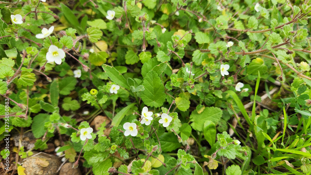 Pale speedwell (Veronica cymbalaria) in a field in early Pale speedwell (Veronica cymbalaria) in a field in early