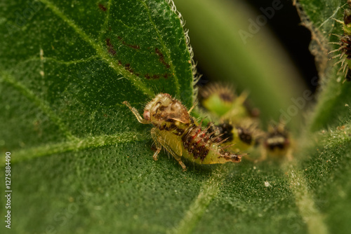 macro shot of newborn cyphonia insects on leaf photo