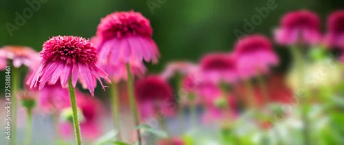 Panel kuchenny z motywem jeżówki ( Echinacea purpurea ) w ogrodzie 