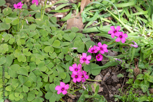 acetosella rizomatosa