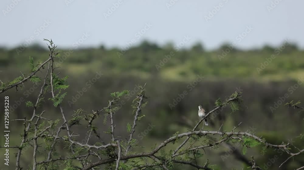White-browed scrub robin singing in the Masai Mara White-browed scrub robin singing in the Masai Mara