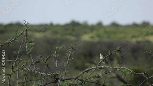 White-browed scrub robin singing in the Masai Mara