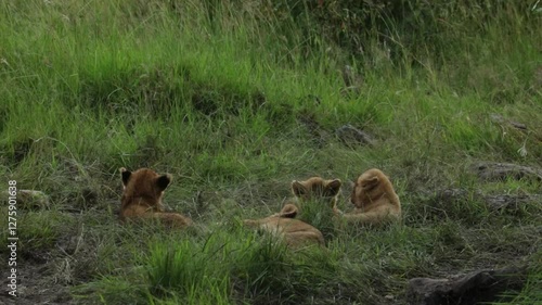 Cute lion cubs playing together