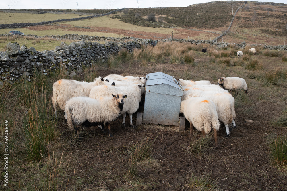 Sheep behind a stone wall eating from a metal feeder in a grass field with reeds. Sheep behind a stone wall eating from a metal feeder in a grass field with reeds.