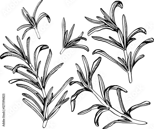 A sprig of rosemary with leaves on the stem. Simple black and white vector EPS 10 illustration drawn by hand, isolated on a white background. The best for design element, logo, menu, label, icon