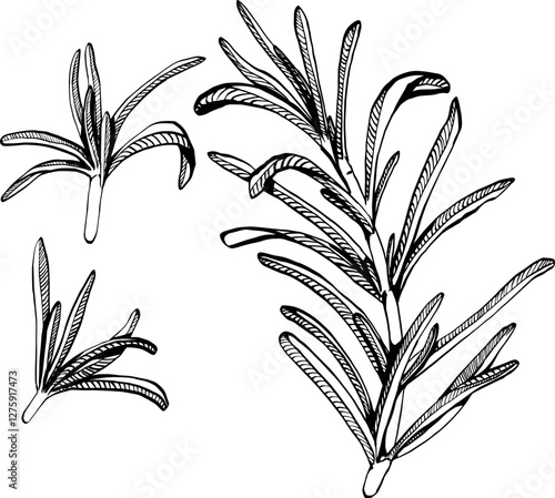 A sprig of rosemary with leaves on the stem. Simple black and white vector EPS 10 illustration drawn by hand, isolated on a white background. The best for design element, logo, menu, label, icon