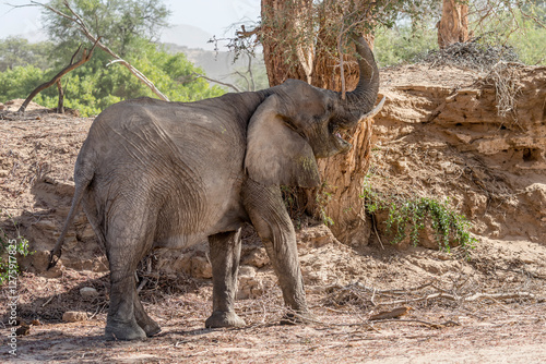 female desert-adapted Elephant grabbing leaves of big tree at Huab river dry riverbed, near Vrede, Namibia