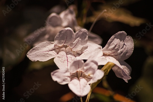 Forest bell Mackaya bella flowers 16530 photo