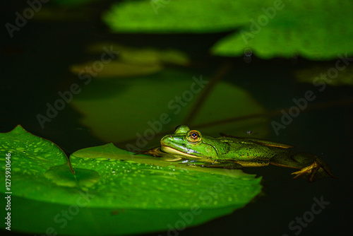 frog on the leaf