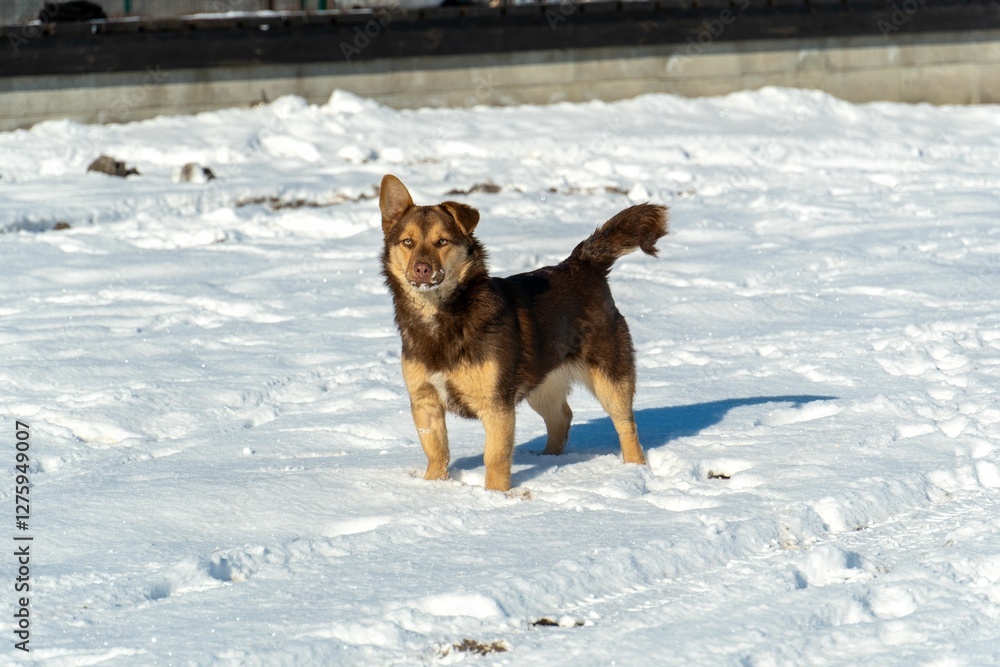 Brown dog stands on a snowy field under clear blue skies, casting a shadow in the bright sunlight. Brown dog stands on a snowy field under clear blue skies, casting a shadow in the bright sunlight.