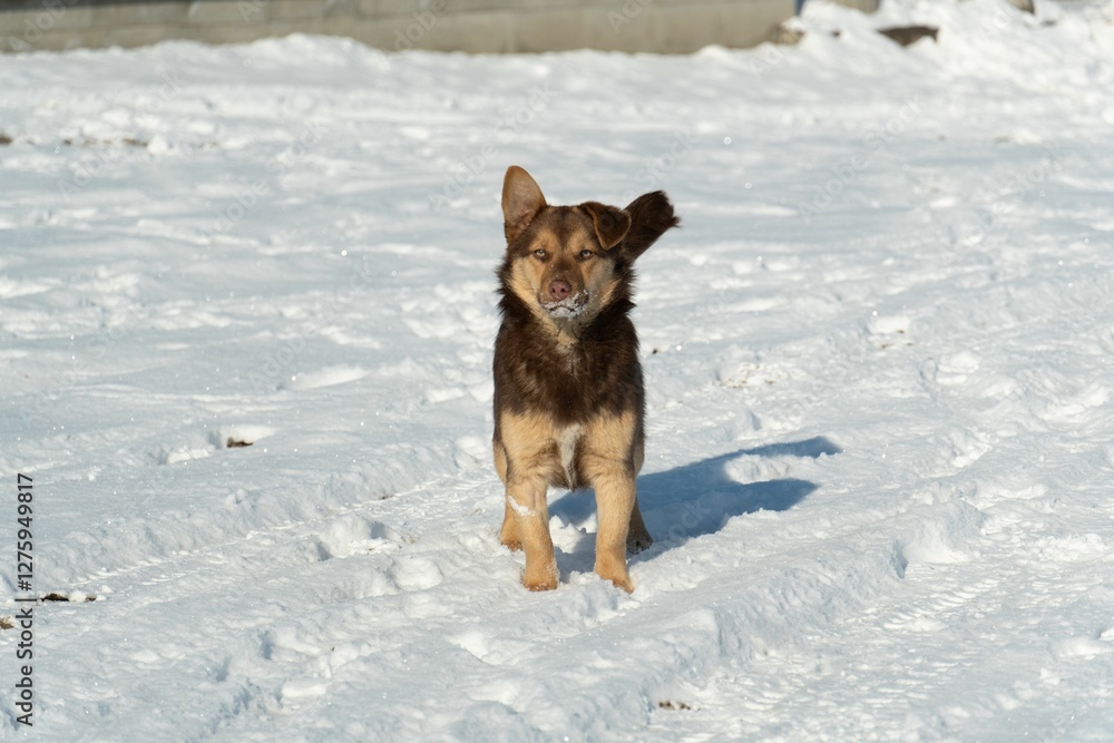 A brown dog with ears flapping walks through a snowy field on a sunny day. A brown dog with ears flapping walks through a snowy field on a sunny day.