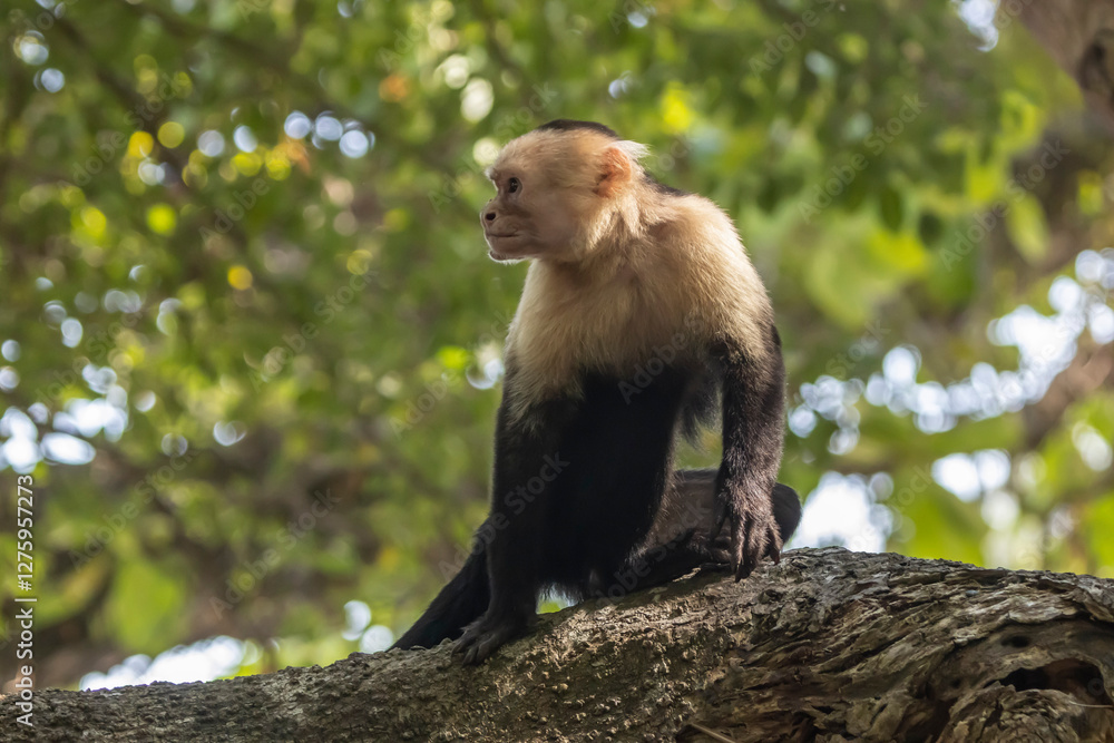 capuchin monkey capuchin monkey