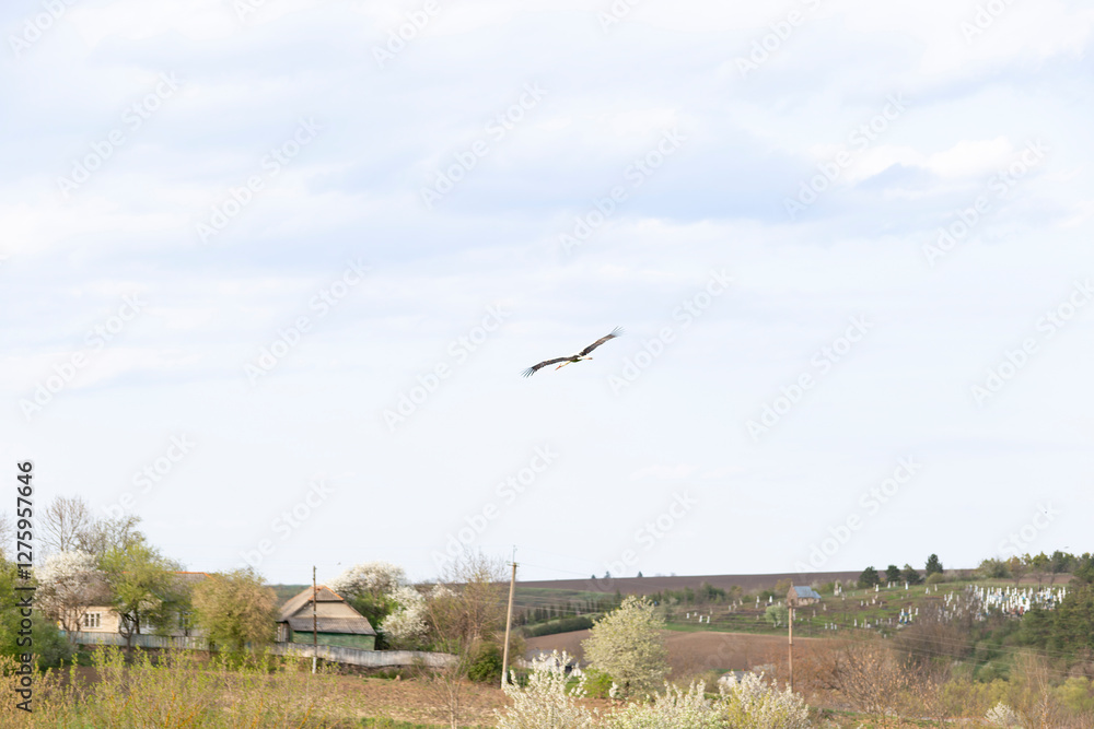 Ciconia ciconia stork soars over a rural landscape with rolling fields, blooming trees, and scattered houses. The stork glides through the sky, symbolizing migration and the arrival of spring. Ciconia ciconia stork soars over a rural landscape with rolling fields, blooming trees, and scattered houses. The stork glides through the sky, symbolizing migration and the arrival of spring.