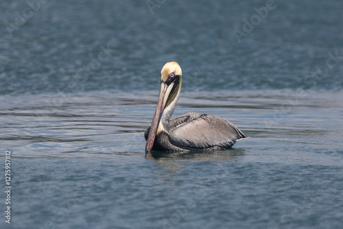 pelican on the beach
