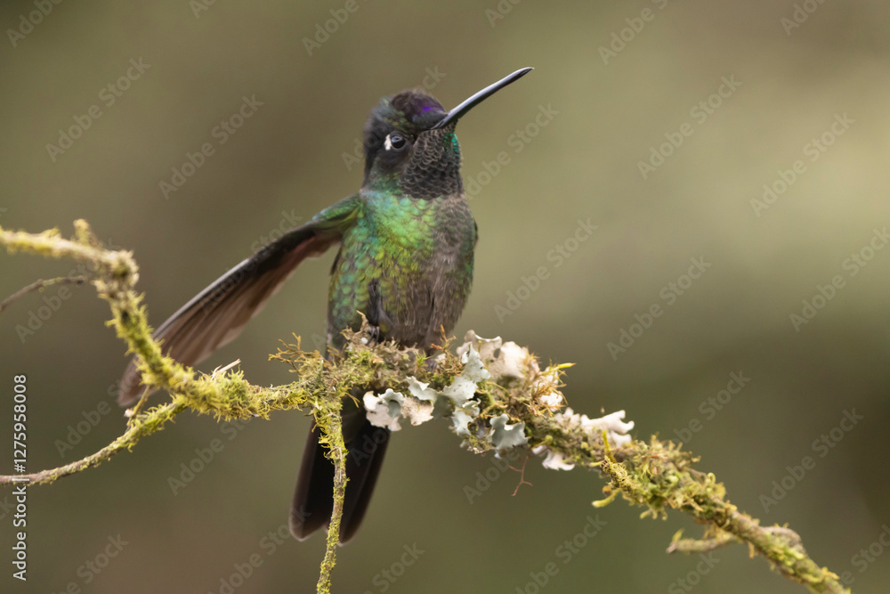 Obraz premium hummingbird on a branch