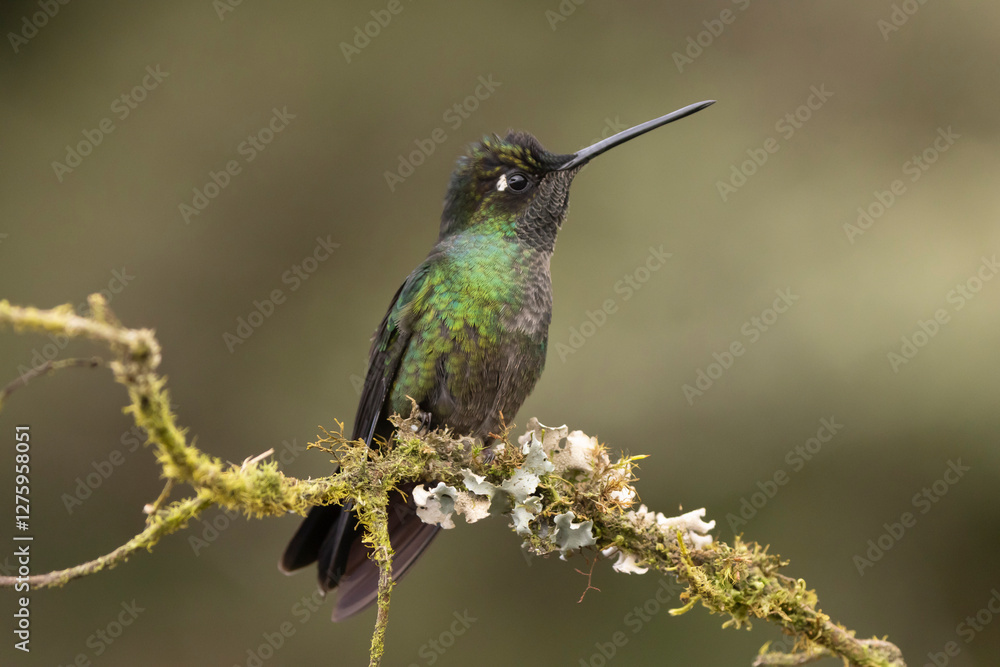 Fototapeta premium hummingbird on a branch