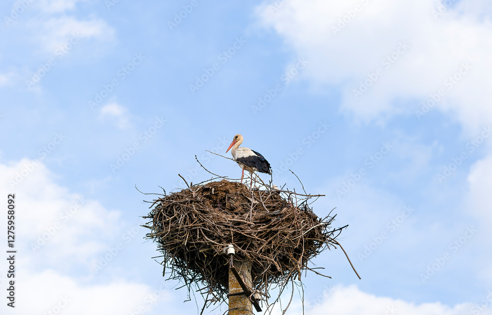 Fototapeta premium Stork stands atop a large nest made of twigs, perched on a tall pole against a bright blue sky with scattered clouds. Ciconia bird gazes into the distance, symbolizing nature, freedom, and migration.