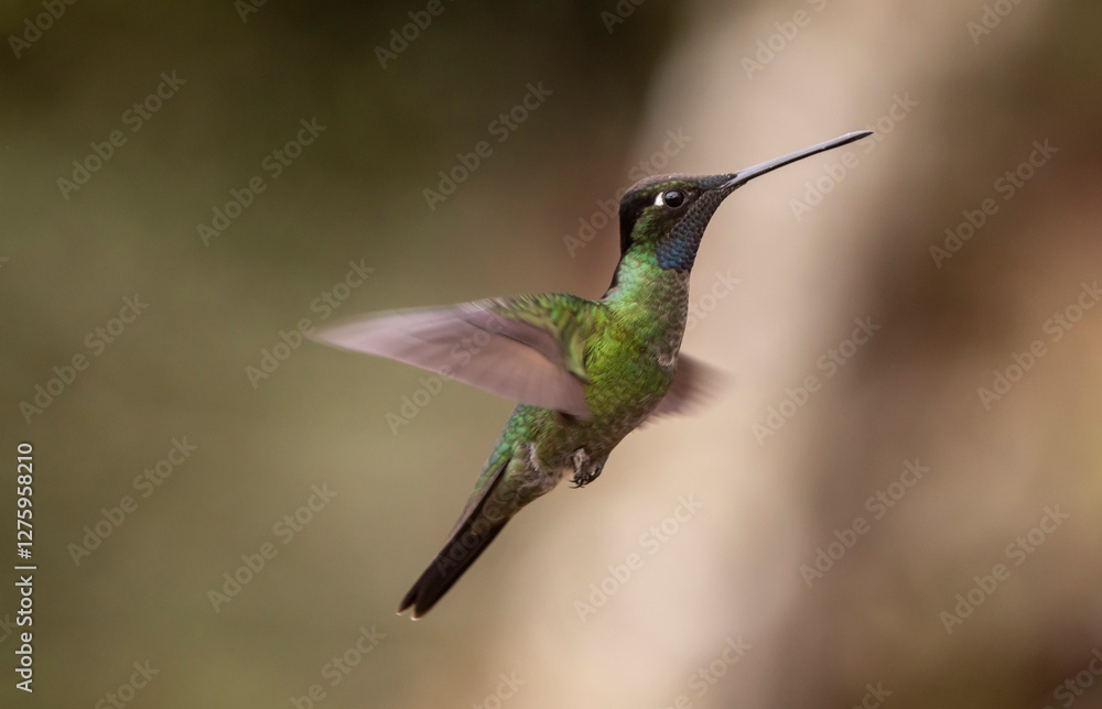 Fototapeta premium hummingbird in flight