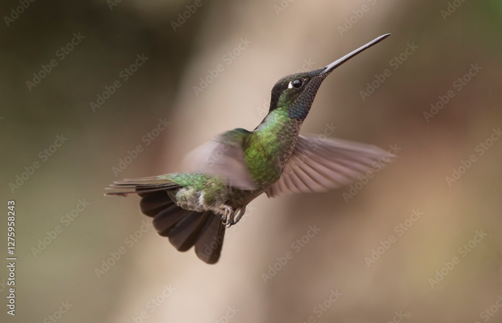 Fototapeta premium hummingbird in flight