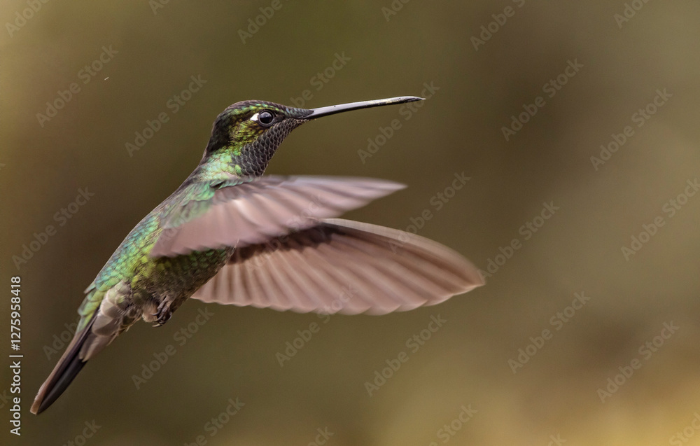 Fototapeta premium hummingbird in flight