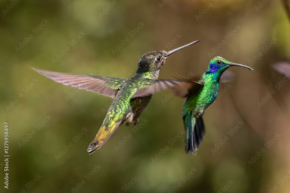 Naklejka premium hummingbird in flight