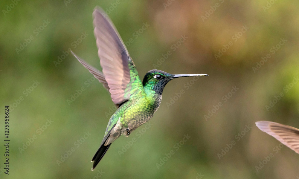 Fototapeta premium hummingbird in flight