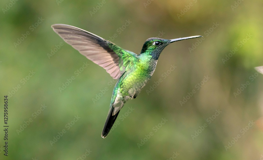Fototapeta premium hummingbird in flight