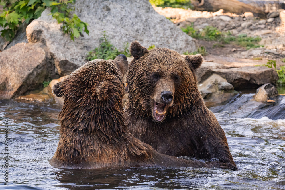 two Wild brown bear ,ursus arctos playing two Wild brown bear ,ursus arctos playing