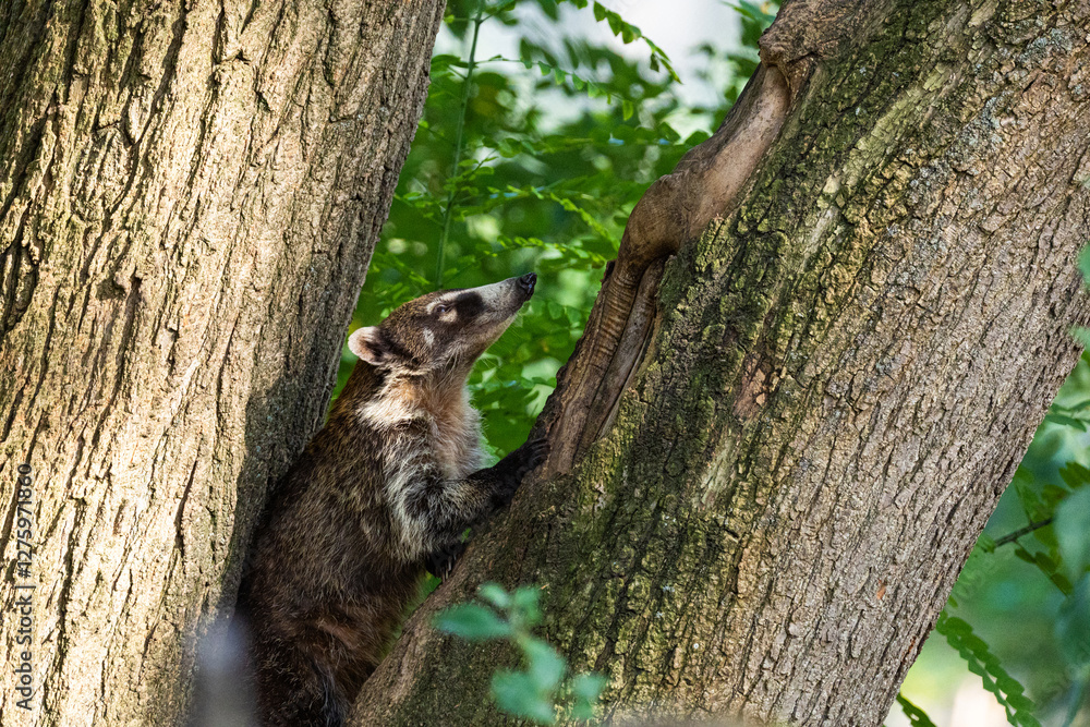 South American Coati, or Ring-tailed Coati Nasua nasua South American Coati, or Ring-tailed Coati Nasua nasua