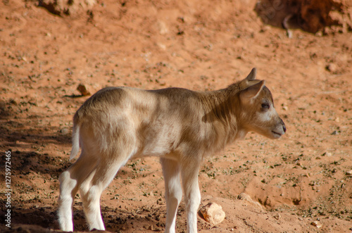 Oryx Algazelle Dammah Calf, profile view  Oryx leucoryx endangered species photo