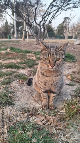 Persian cat sitting in the park