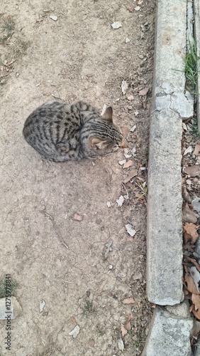 A cat sitting on the floor.