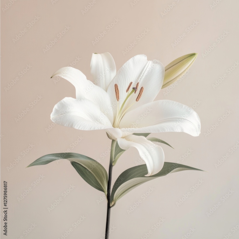 A single white flower sits in a clear glass vase surrounded by lush green leaves A single white flower sits in a clear glass vase surrounded by lush green leaves
