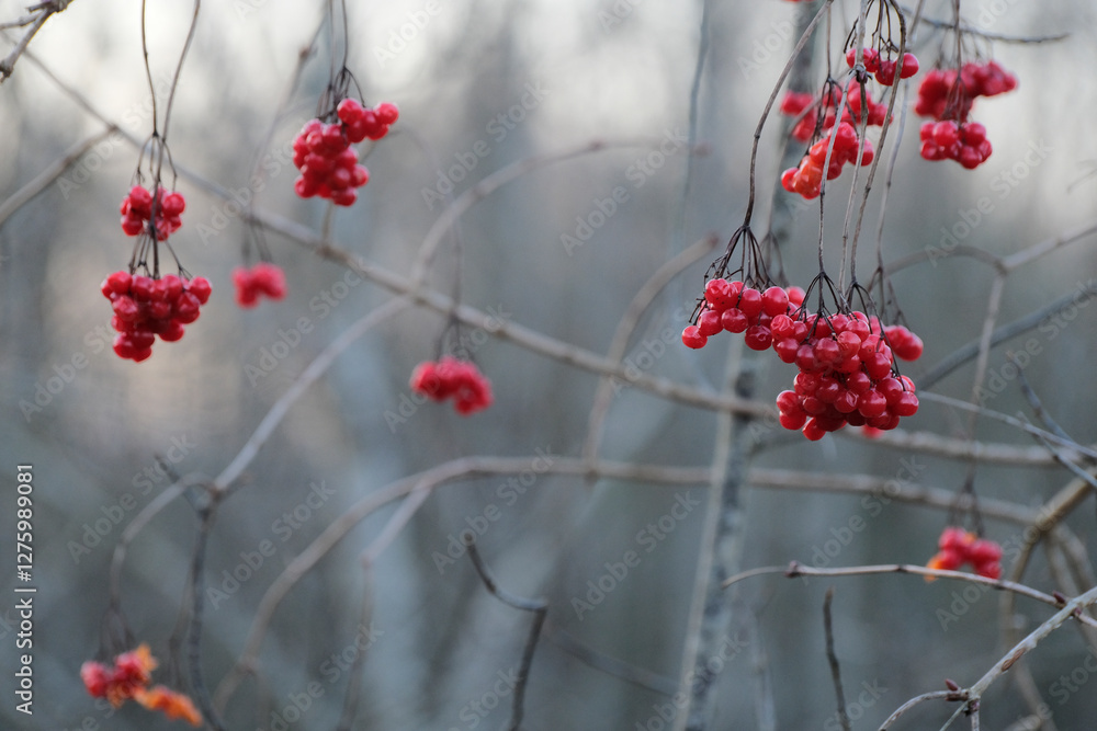 Red berries of viburnum on a branch in the winter forest Red berries of viburnum on a branch in the winter forest