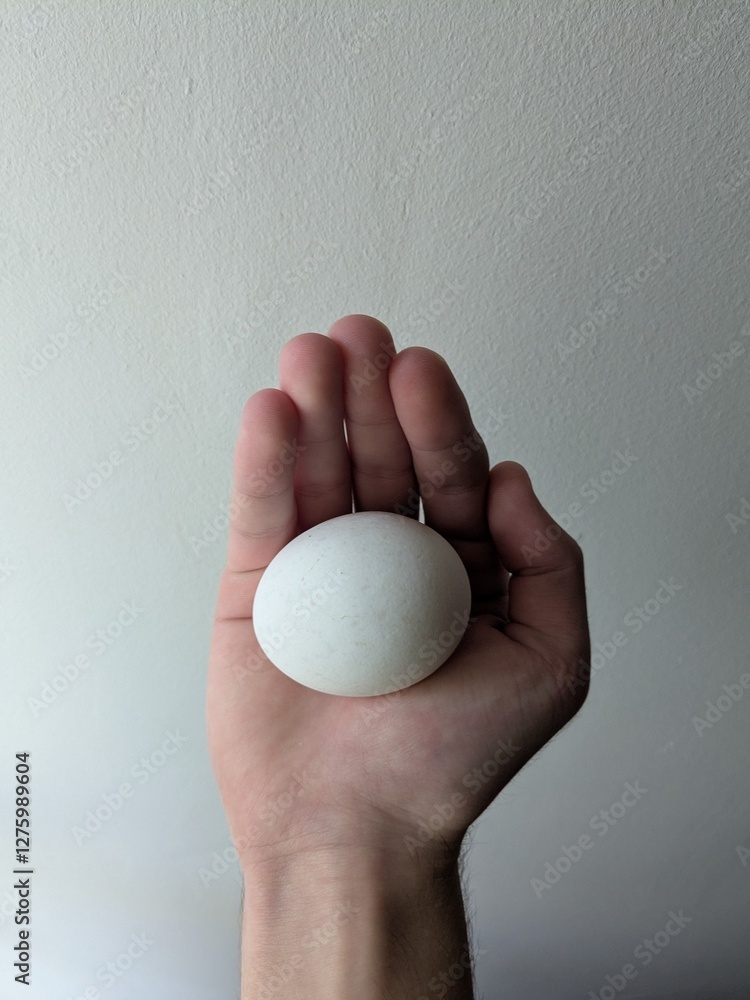 hand holding egg hand holding egg