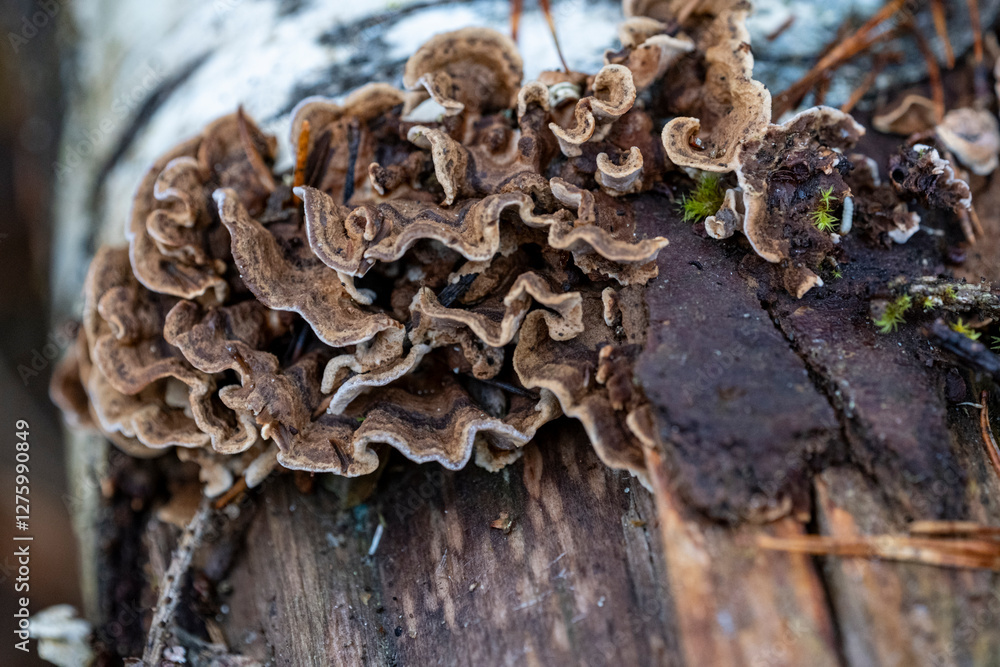 Mushrooms growing on a fallen birch trunk in the forest. Stereum hirsutum Mushrooms growing on a fallen birch trunk in the forest. Stereum hirsutum
