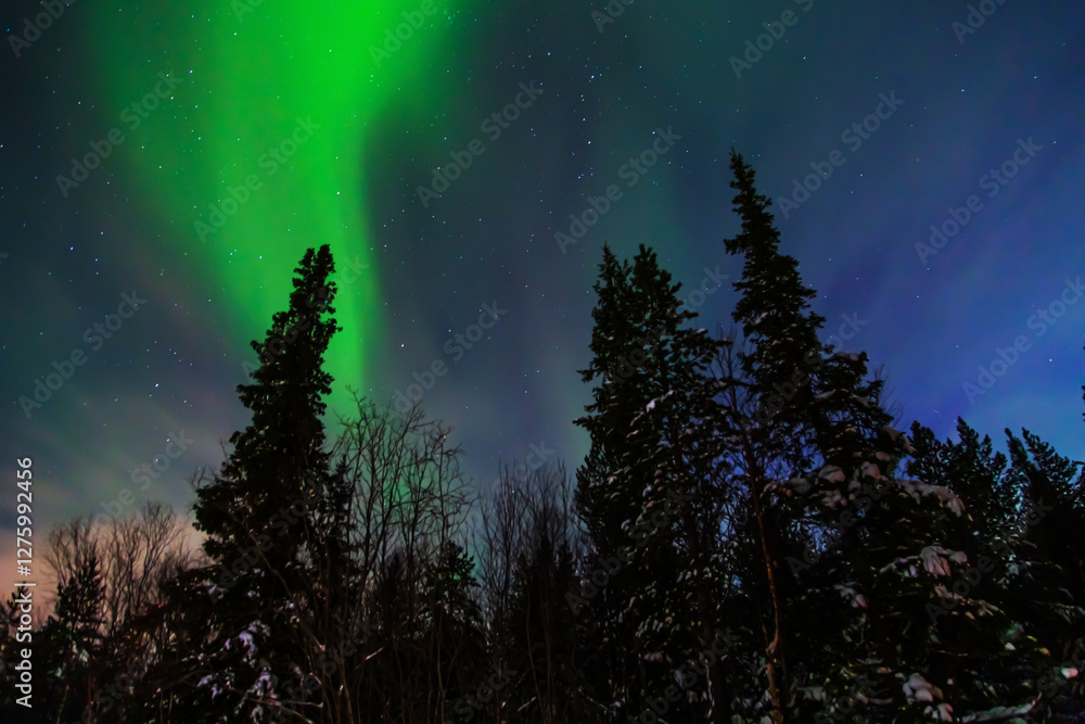 Fototapeta premium Northern Lights or Aurora Borealis on a winter night. Vibrant colors shimmer in the starry sky.