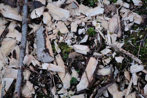 Close up of chopped wood shavings on the ground in the forest. photo