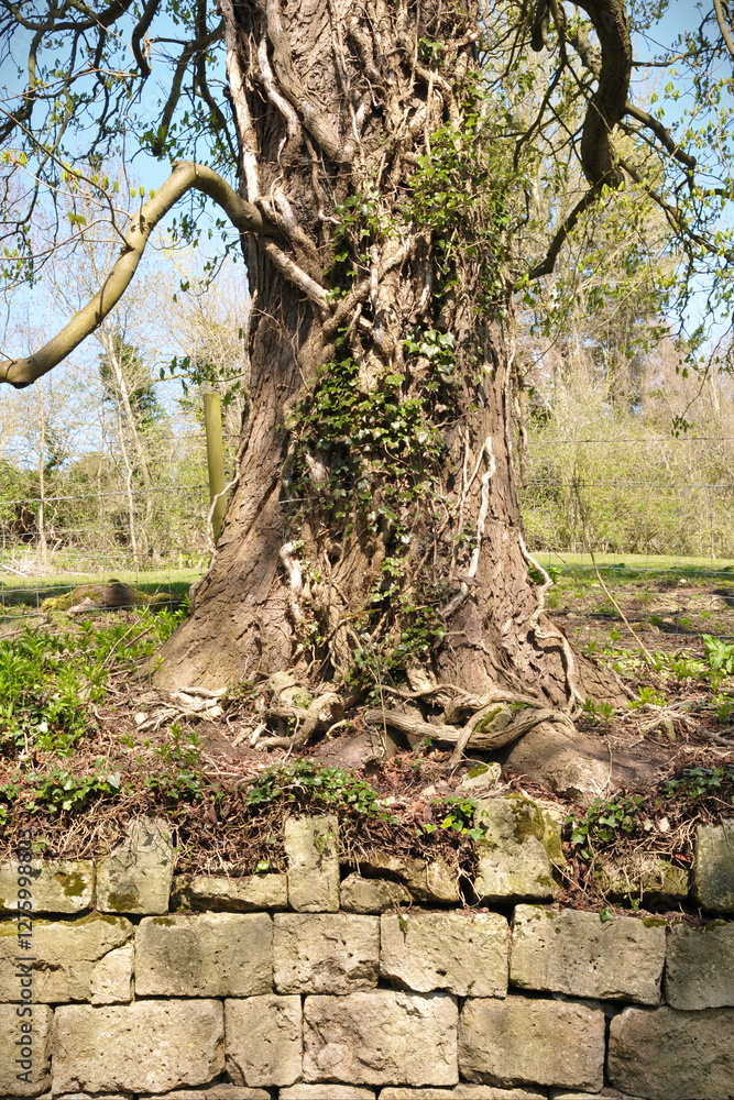 Old tree trunk Old tree trunk